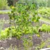 Tangkula 2-Piece Green Cucumber Garden Trellis Grow Support For Climbing Plant -Tangkula GUEST 72691067 e0c0 4036 811a 41c4833b17e6