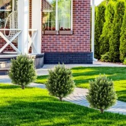 Tangkula 2 Pack 24" Artificial Cypress Topiary Ball Tree Set W/Ground Spike Decoration -Tangkula GUEST aae8231a aea0 4fb5 ac94 71f2df415b36